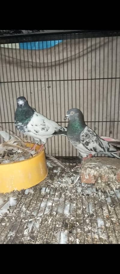 Teddy Breedair Pair with one self chicke two newborn chicks