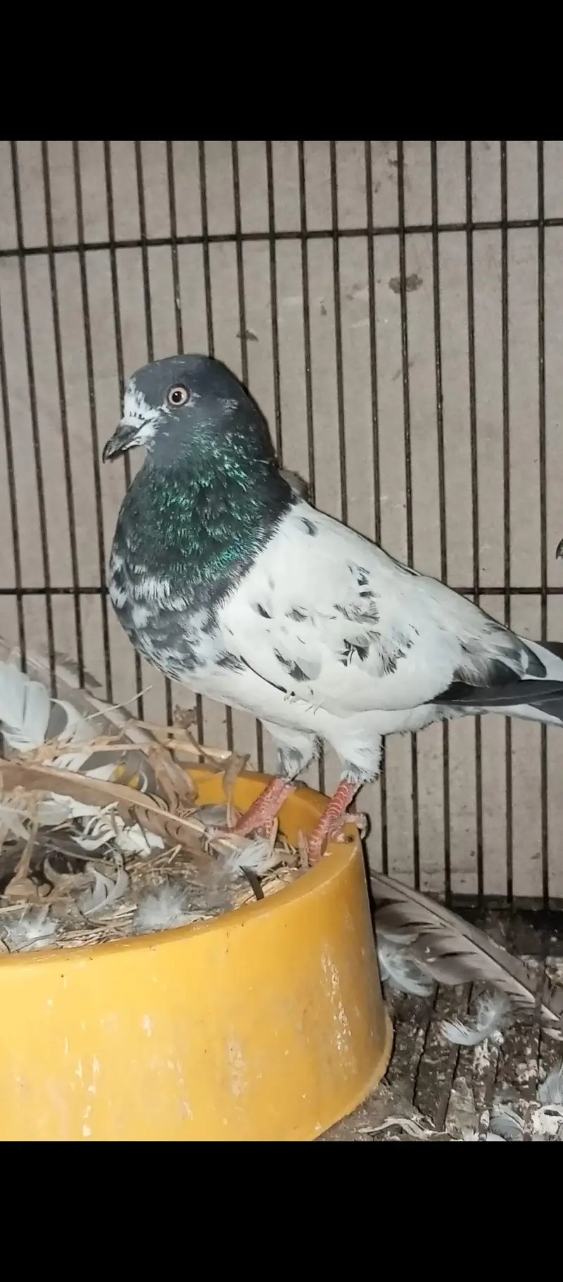 Teddy Breedair Pair with one self chicke two newborn chicks — photo 2