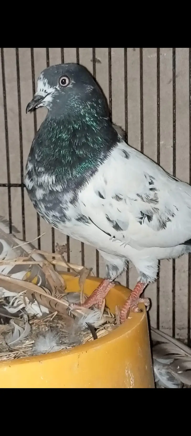 Teddy Breedair Pair with one self chicke two newborn chicks — photo 3