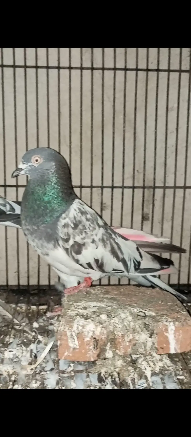 Teddy Breedair Pair with one self chicke two newborn chicks — photo 4