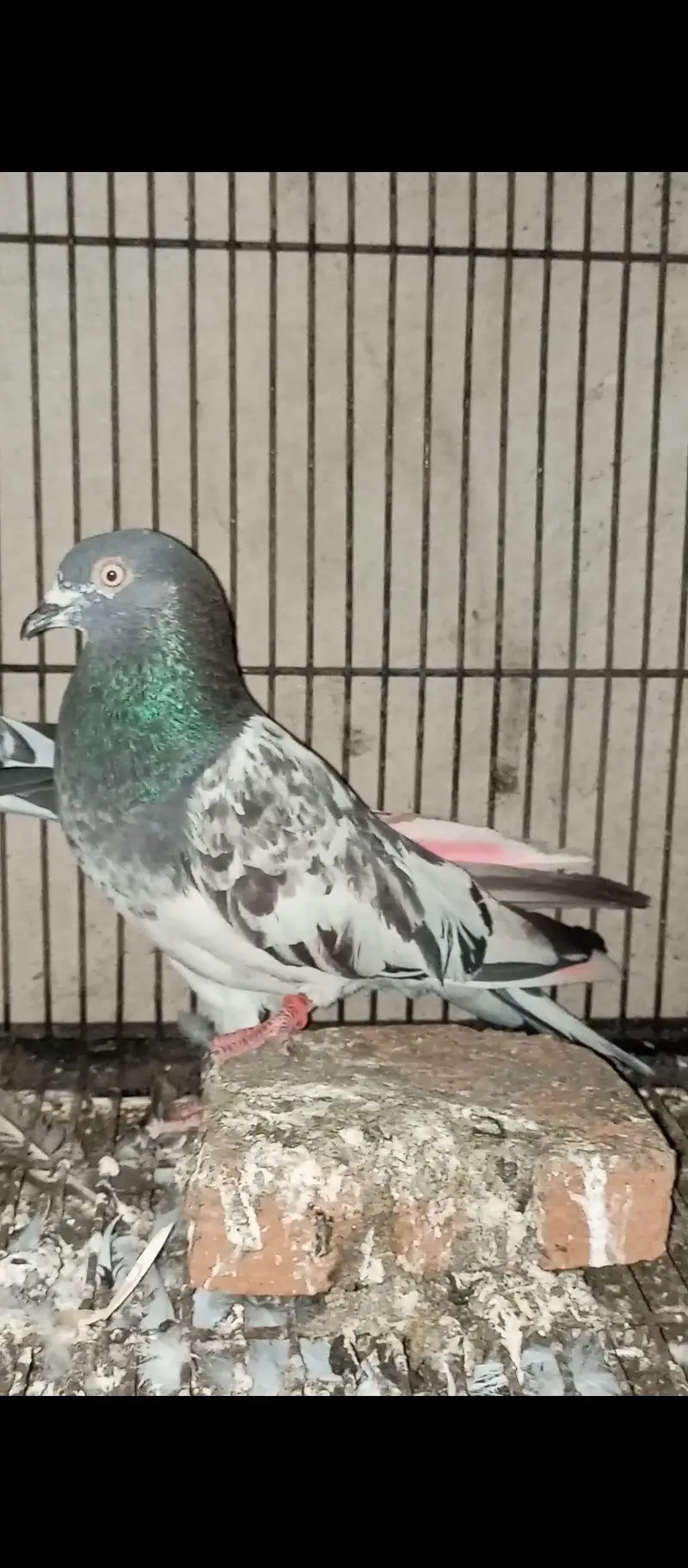 Teddy Breedair Pair with one self chicke two newborn chicks — photo 5