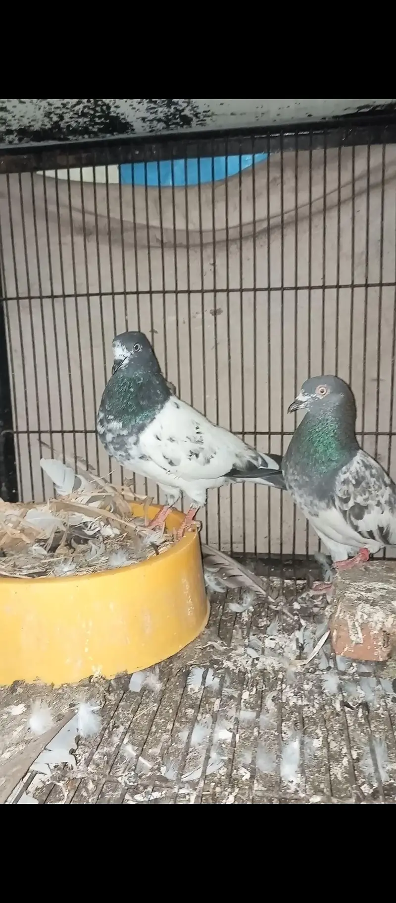 Teddy Breedair Pair with one self chicke two newborn chicks — photo 6