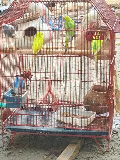 parrot