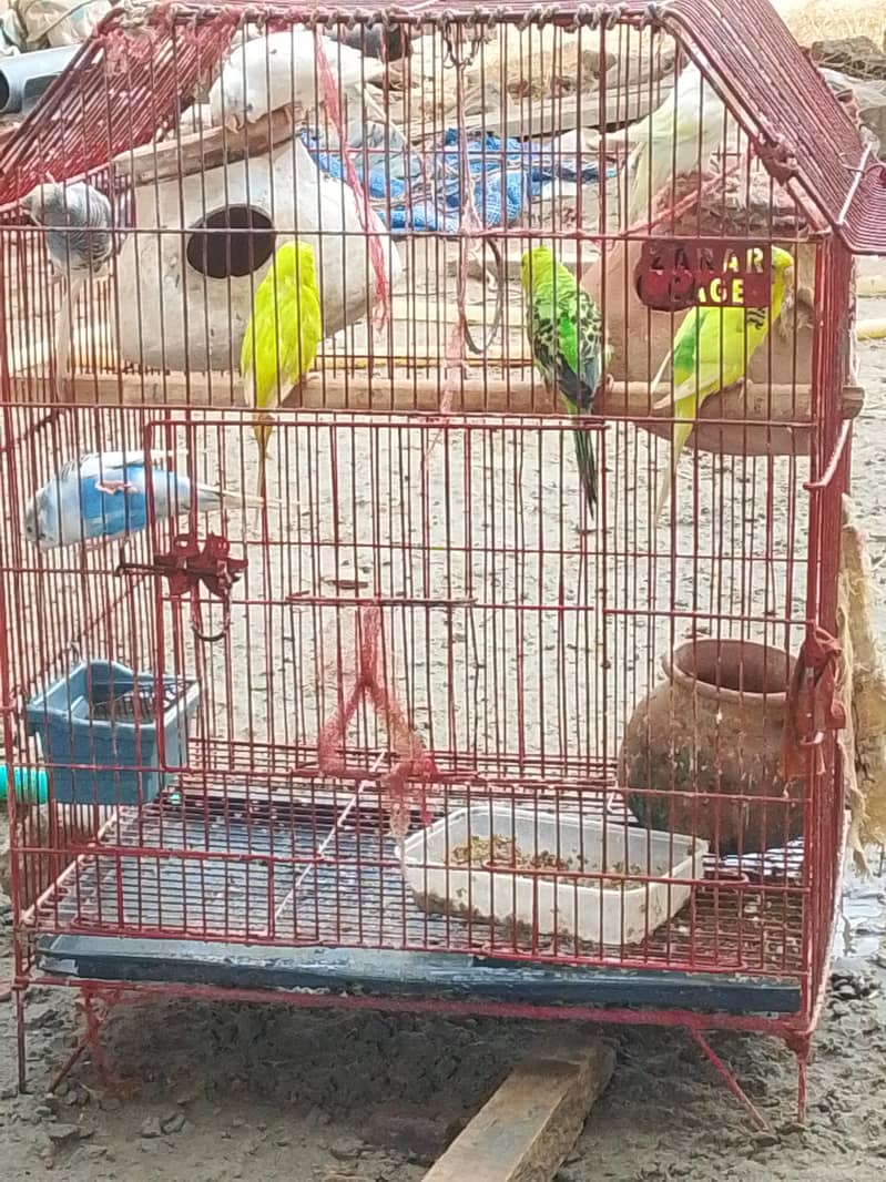parrot 1
