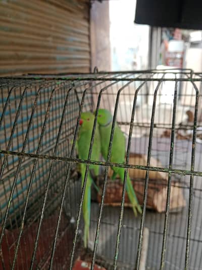 bredar pair