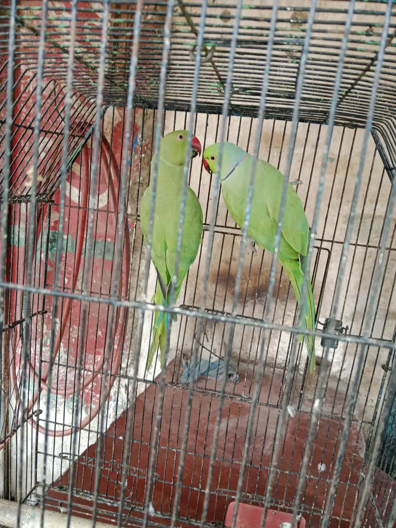 bredar pair — photo 2
