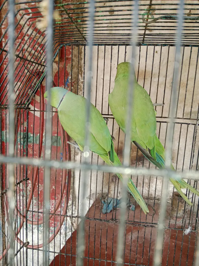 bredar pair — photo 4