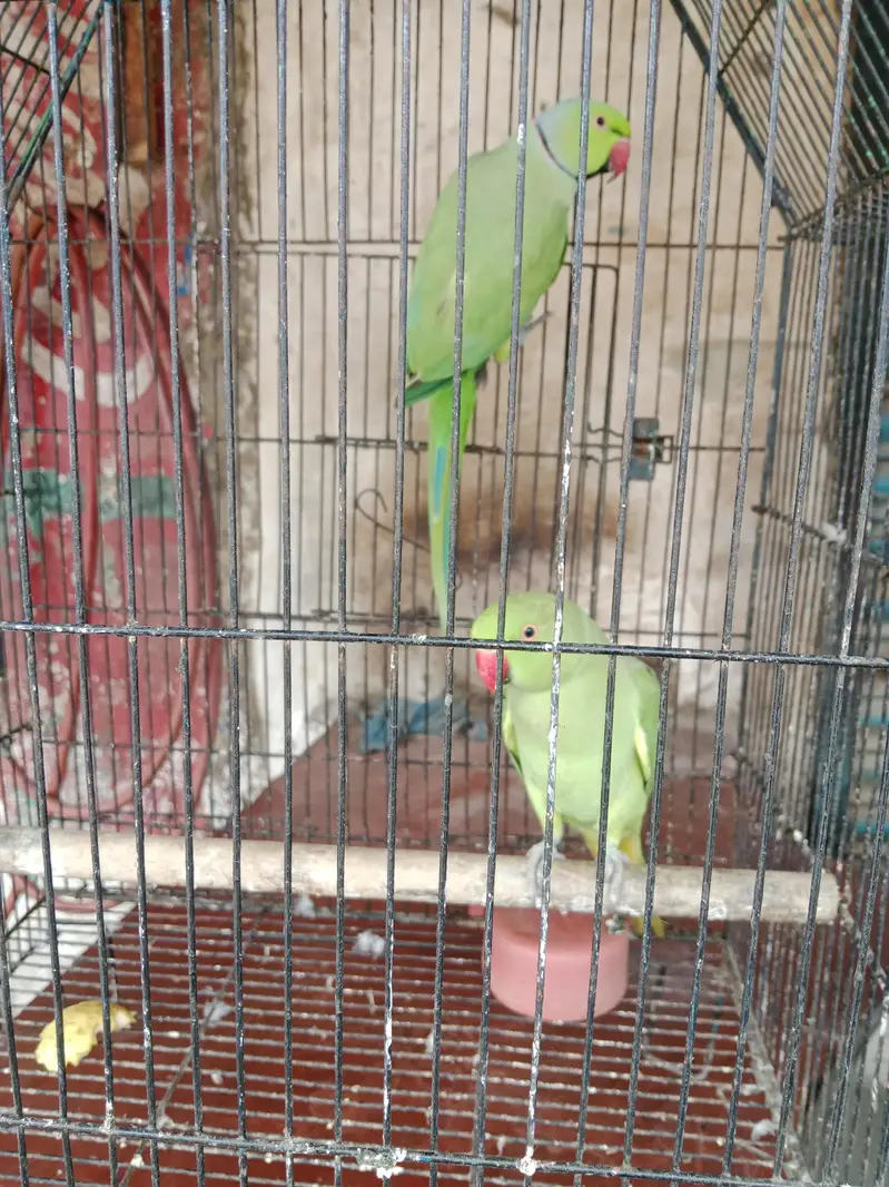 bredar pair — photo 5