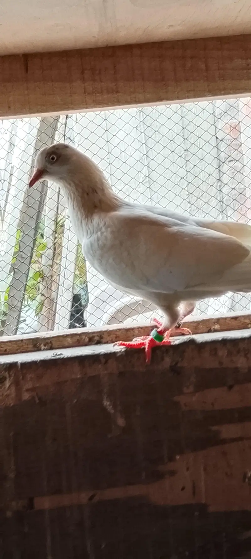 Patti wale