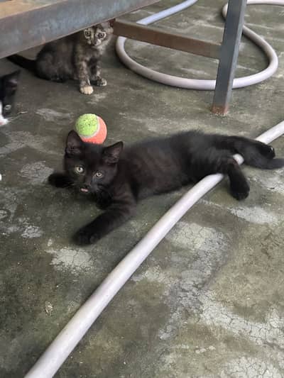 Kitten up for adoption