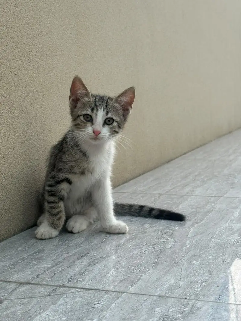 Kitten up for adoption — photo 2