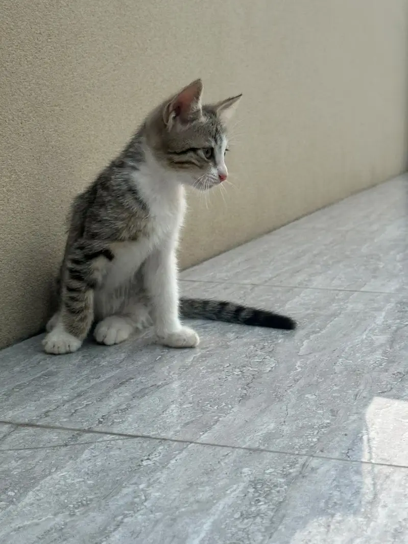 Kitten up for adoption — photo 3
