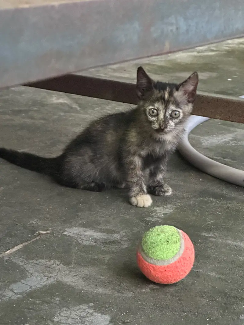 Kitten up for adoption — photo 4
