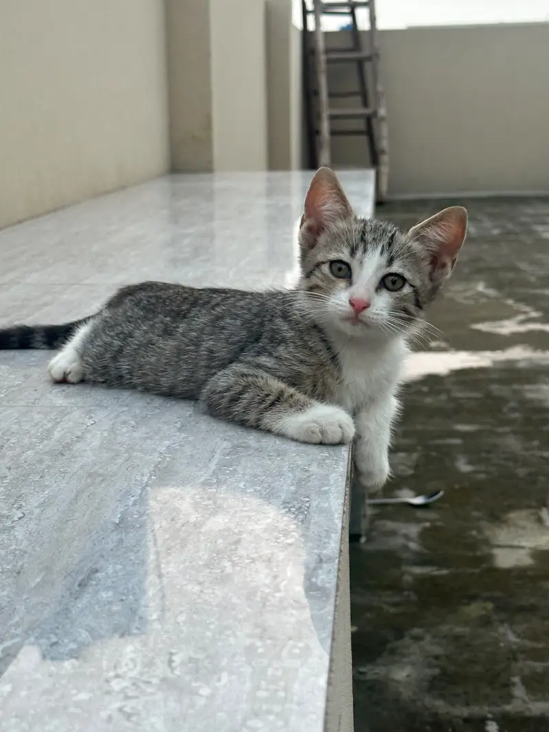 Kitten up for adoption — photo 5