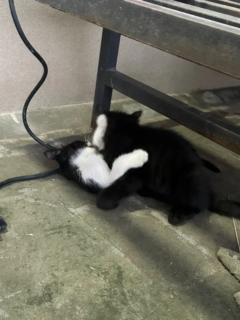 Kitten up for adoption — photo 6