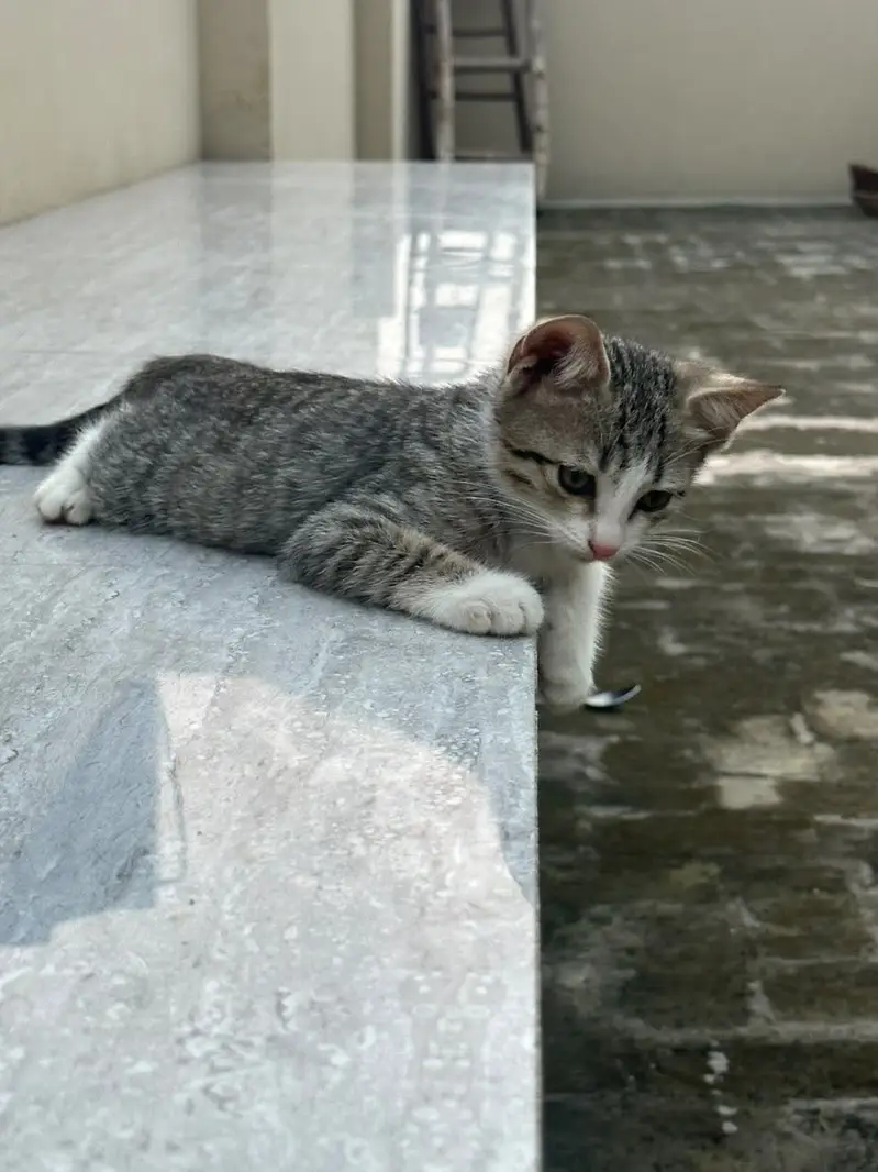 Kitten up for adoption — photo 7