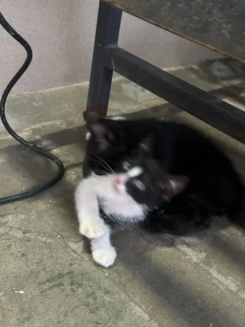 Kitten up for adoption — photo 8
