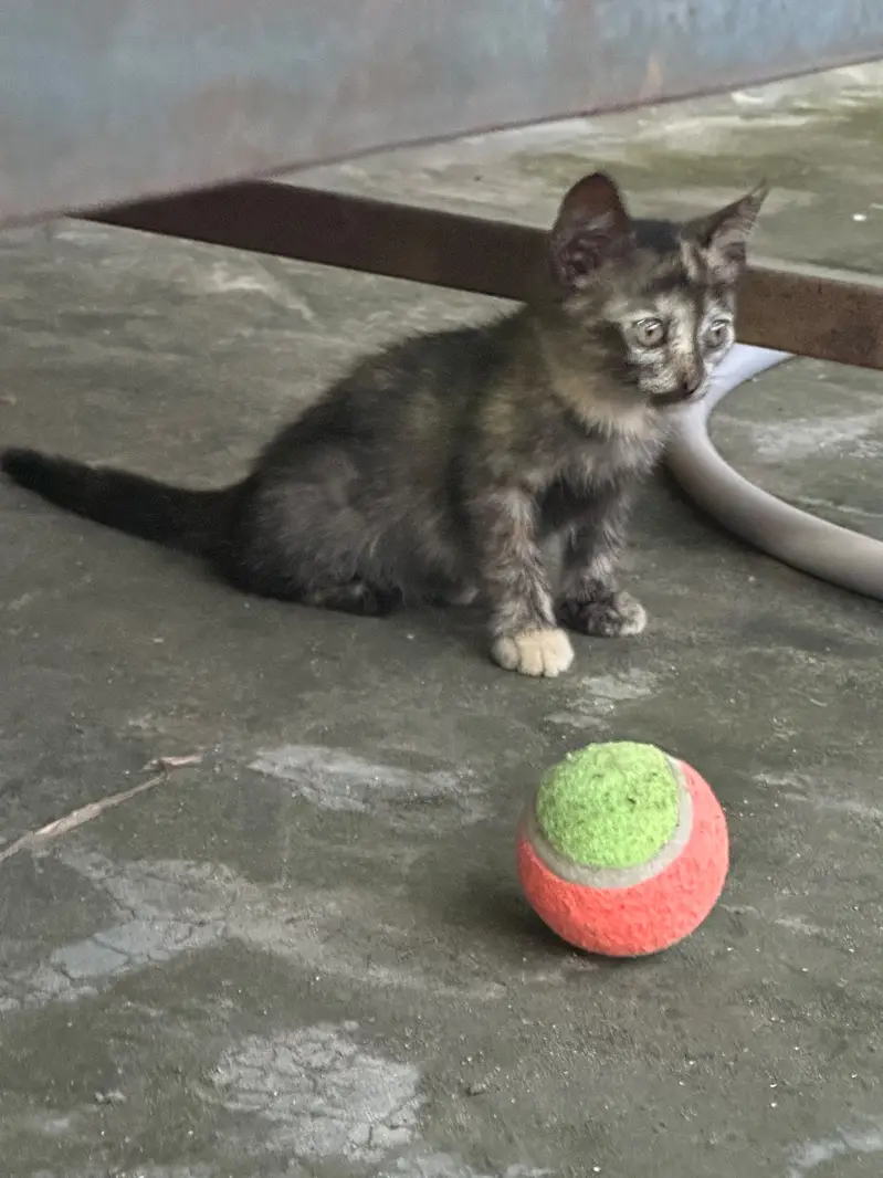 Kitten up for adoption — photo 9