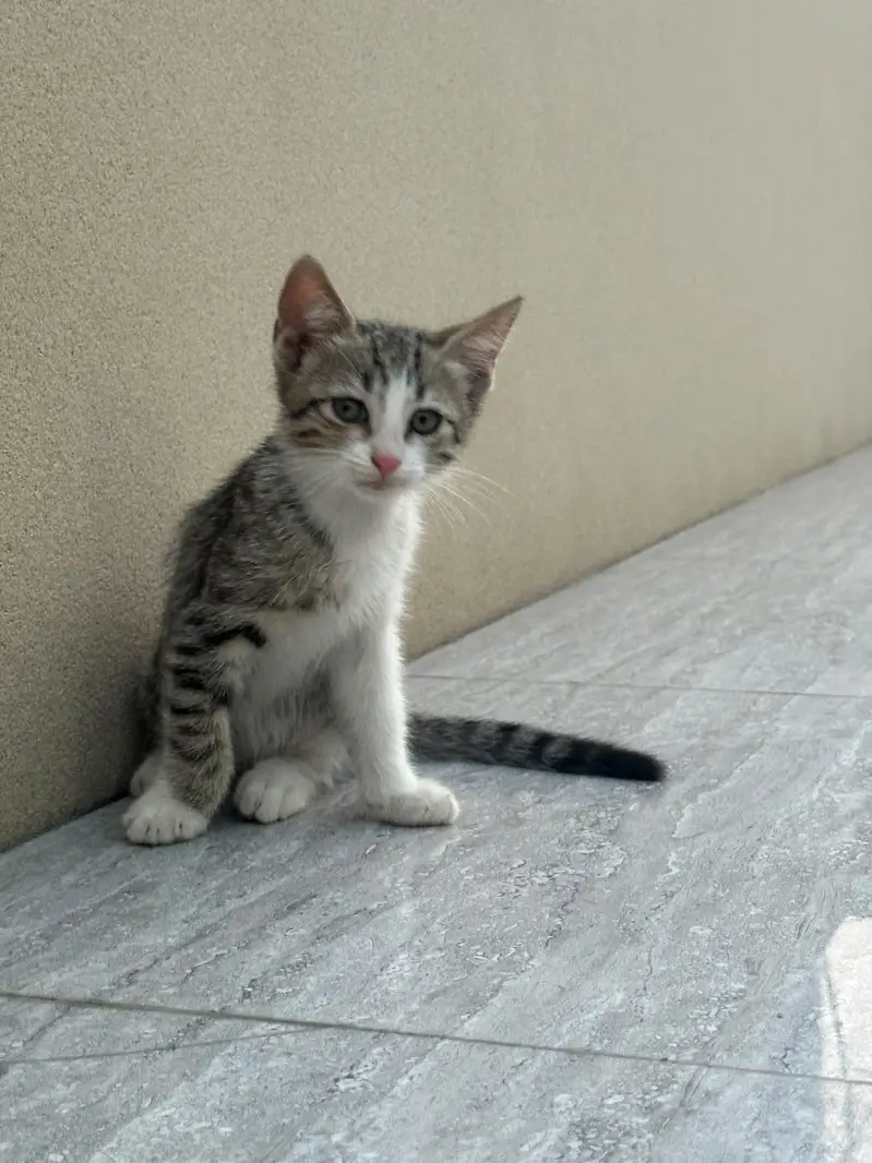 Kitten up for adoption — photo 10