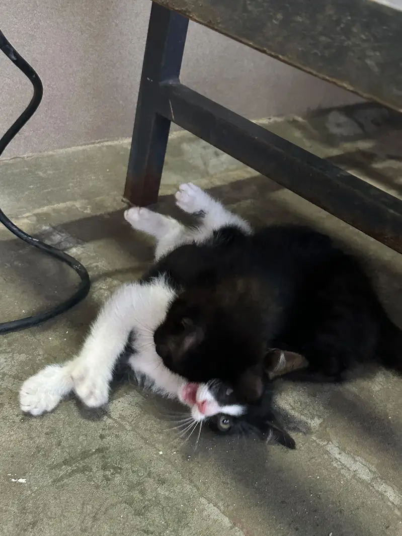 Kitten up for adoption — photo 11