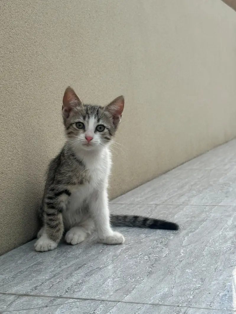 Kitten up for adoption — photo 12