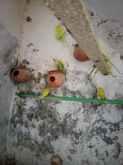 ‎3160059374صحت مند اسٹریلین طوطے (بجریگرز
