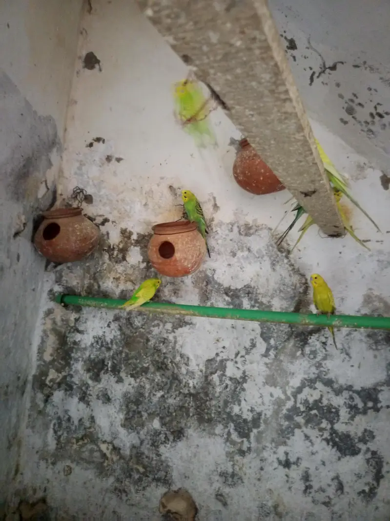 ‎3160059374صحت مند اسٹریلین طوطے (بجریگرز — photo 2