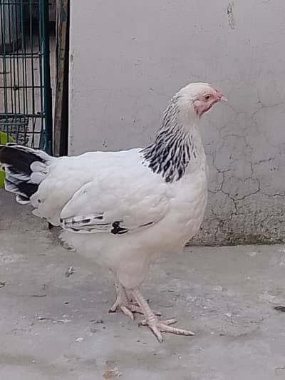 light susex female