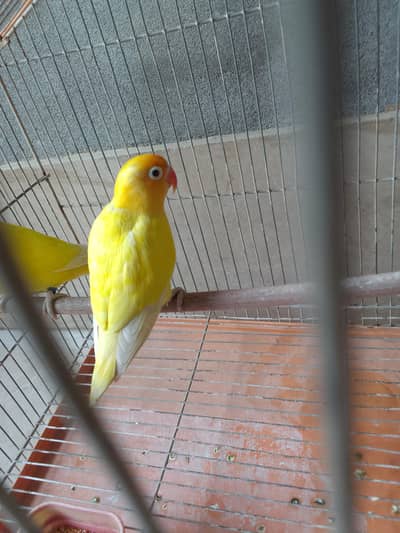 yellow fishers (love birds) for sale full active