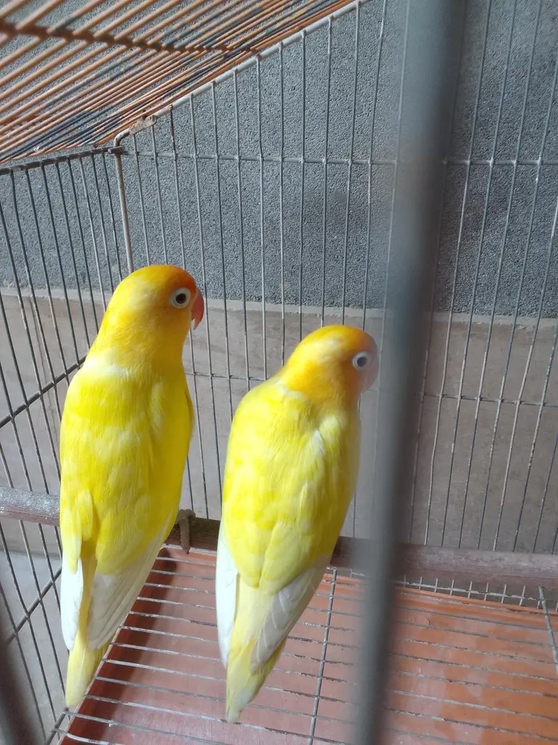 yellow fishers (love birds) for sale full active — photo 2