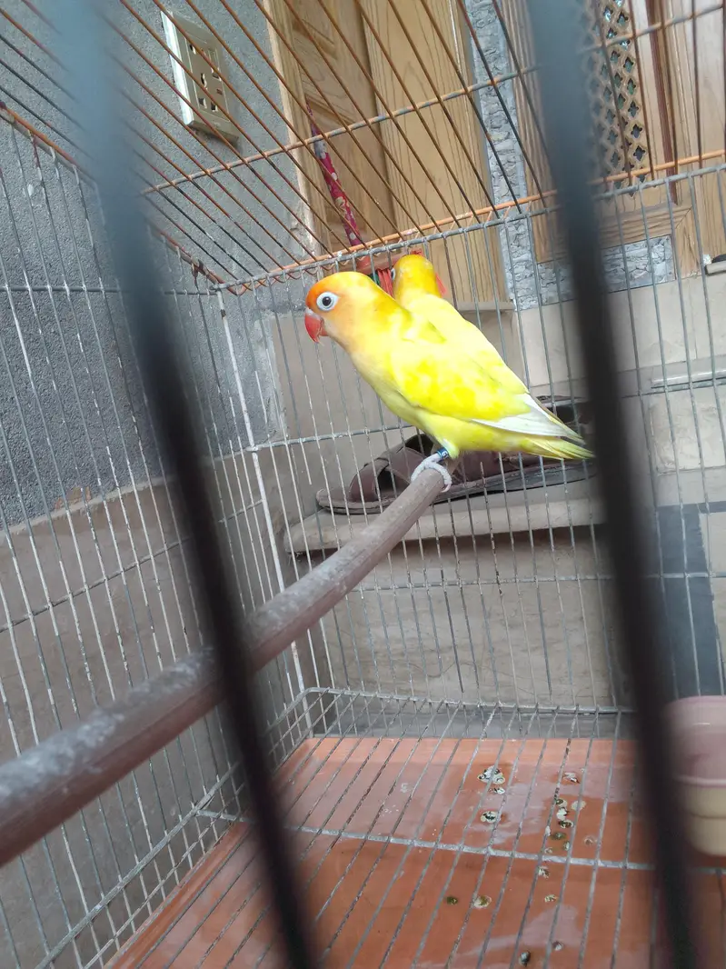 yellow fishers (love birds) for sale full active — photo 3
