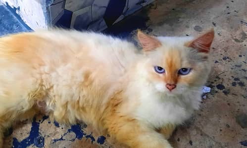 Persian Cats For Sale