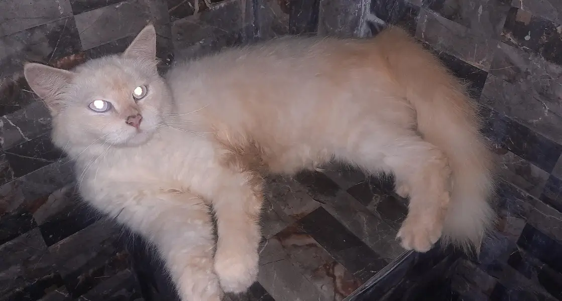 Persian Cats For Sale — photo 2
