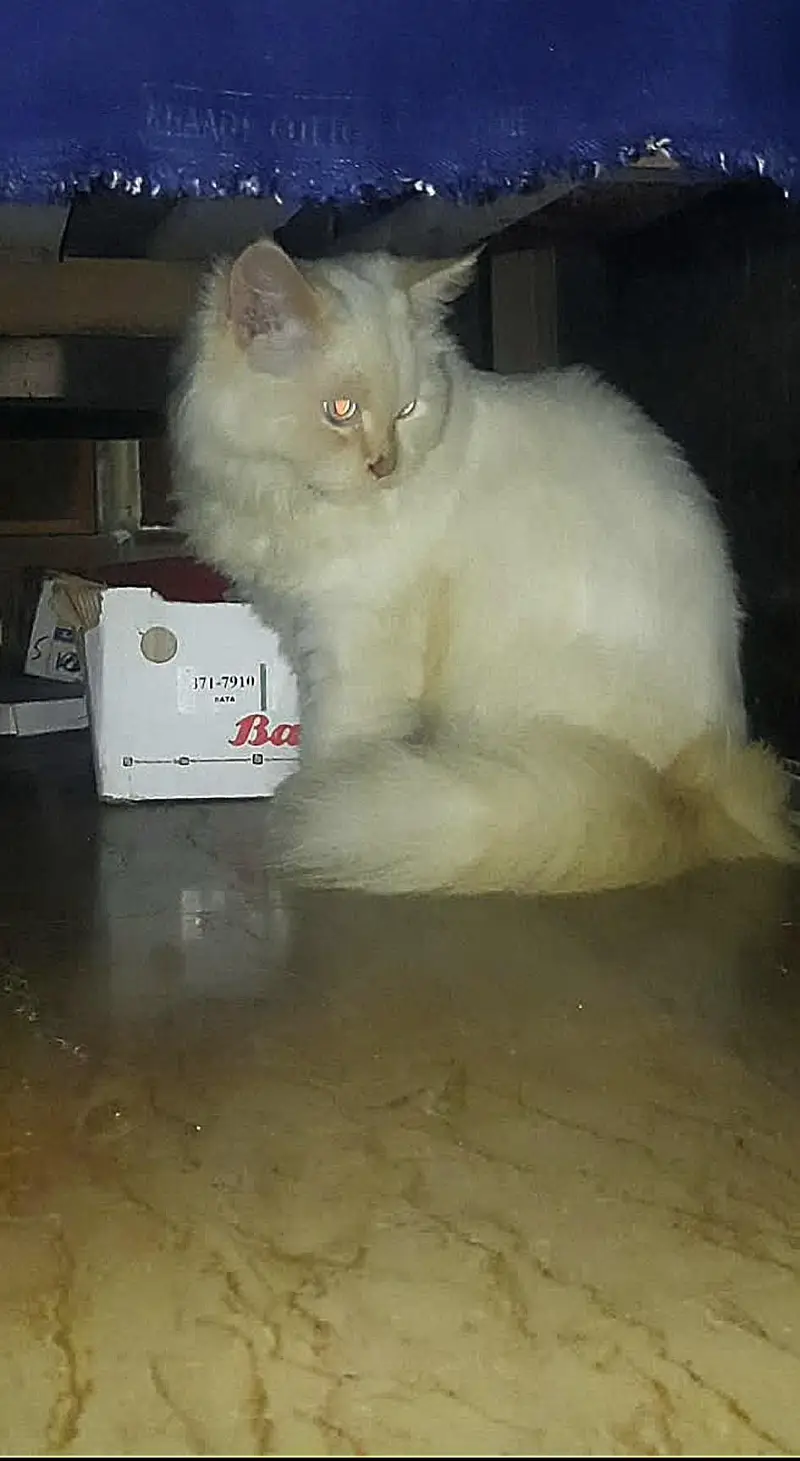 Persian Cats For Sale — photo 3