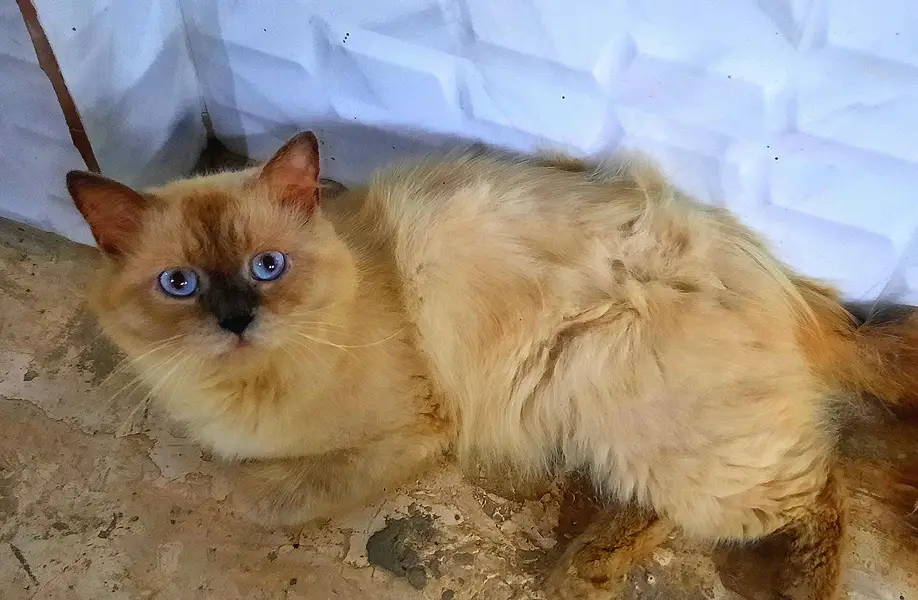 Persian Cats For Sale — photo 4