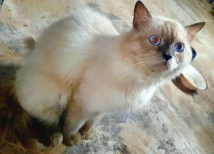Persian Cats For Sale — photo 5