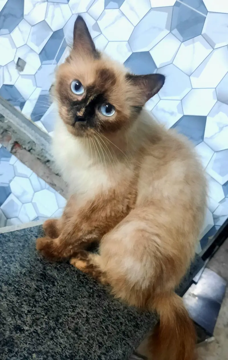 Persian Cats For Sale — photo 6