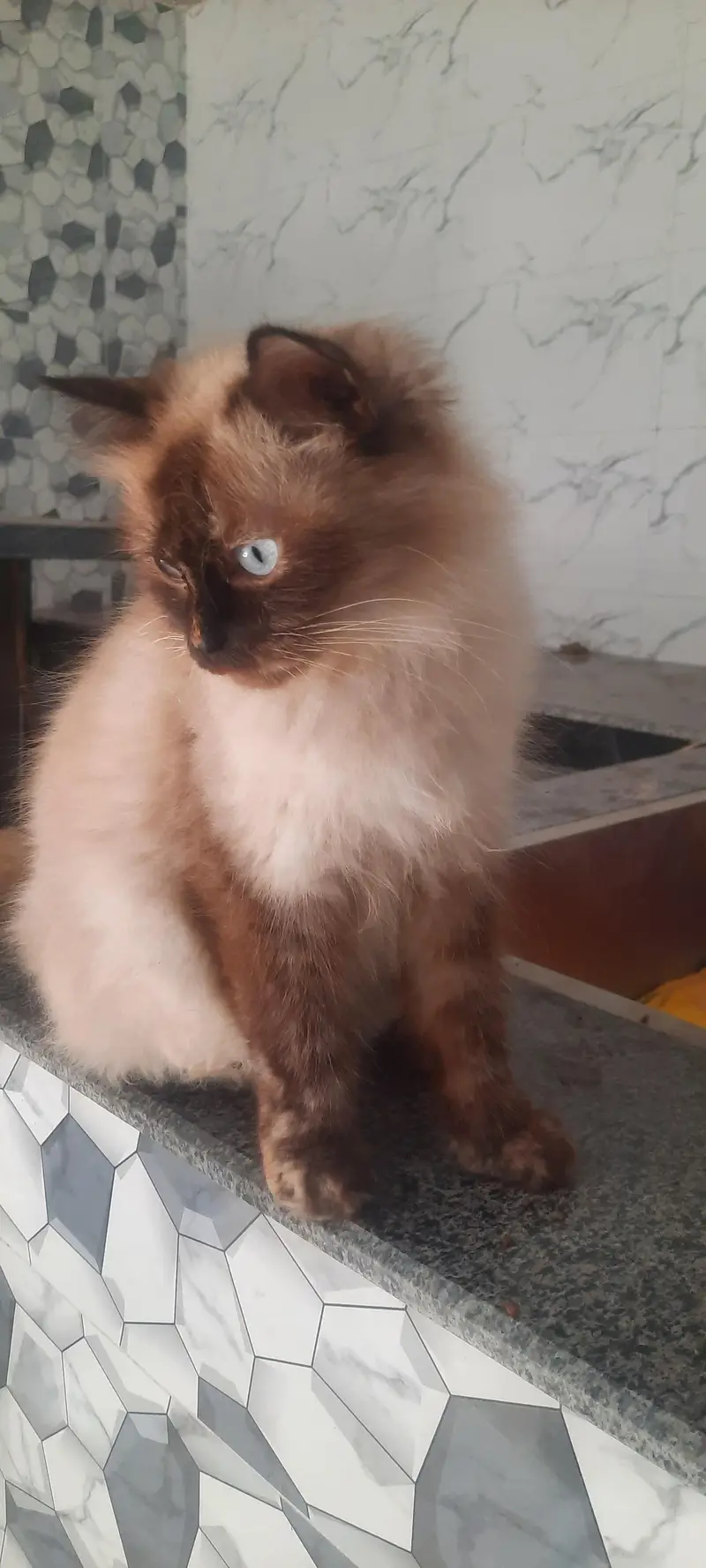 Persian Cats For Sale — photo 7