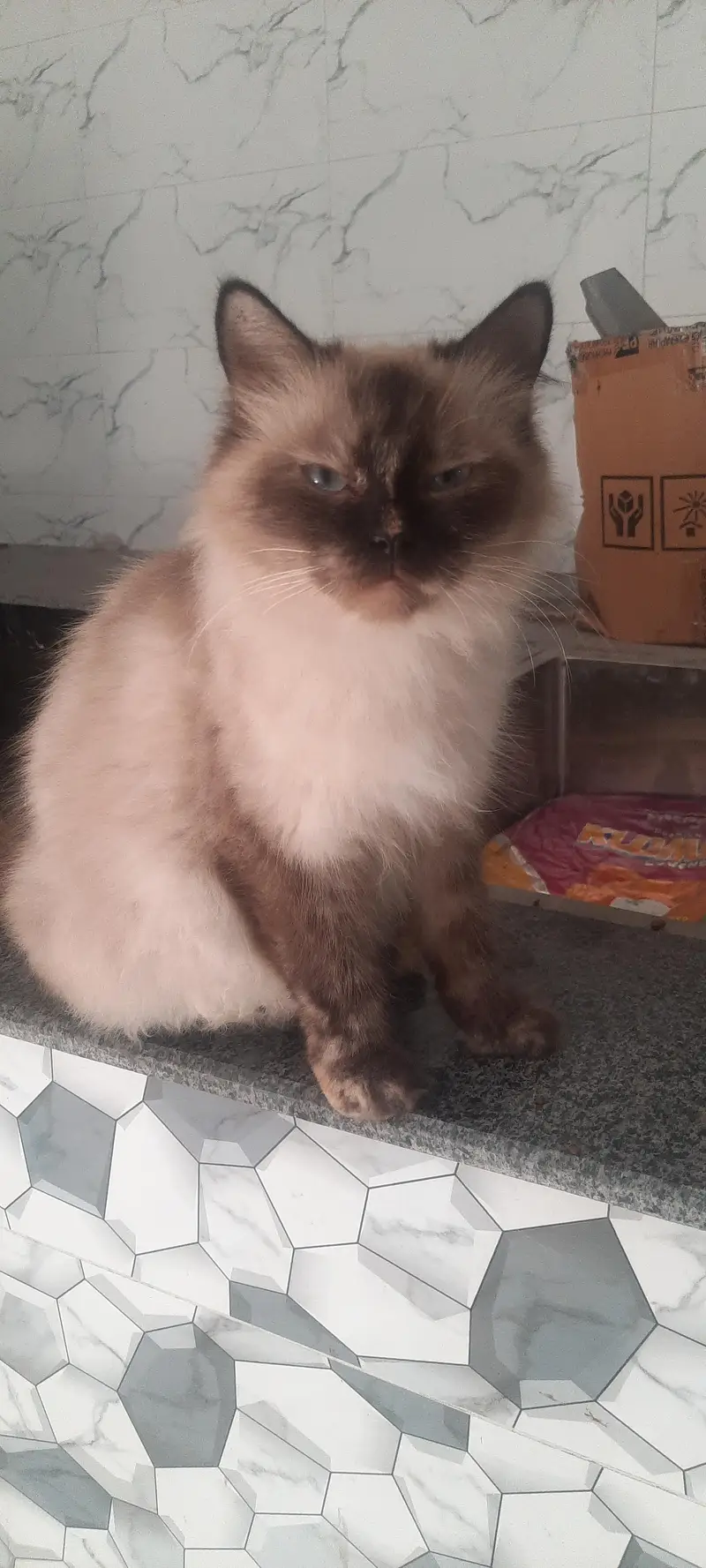 Persian Cats For Sale — photo 8