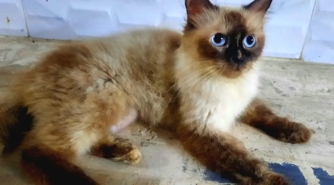 Persian Cats For Sale — photo 9