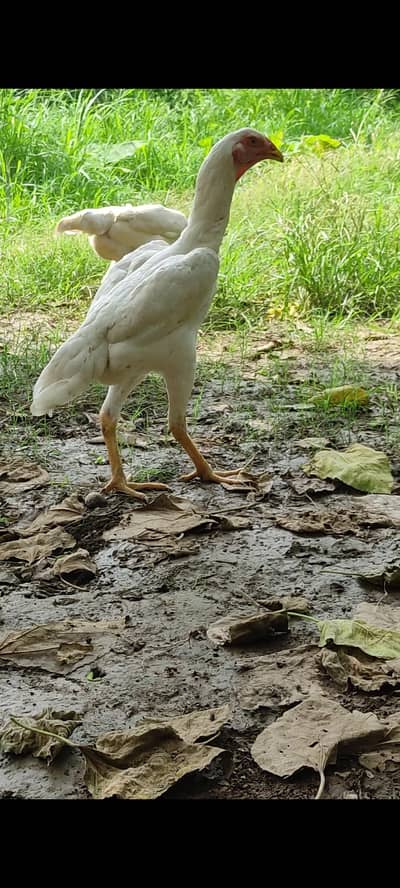 White Shamoo/White Heera Females Only