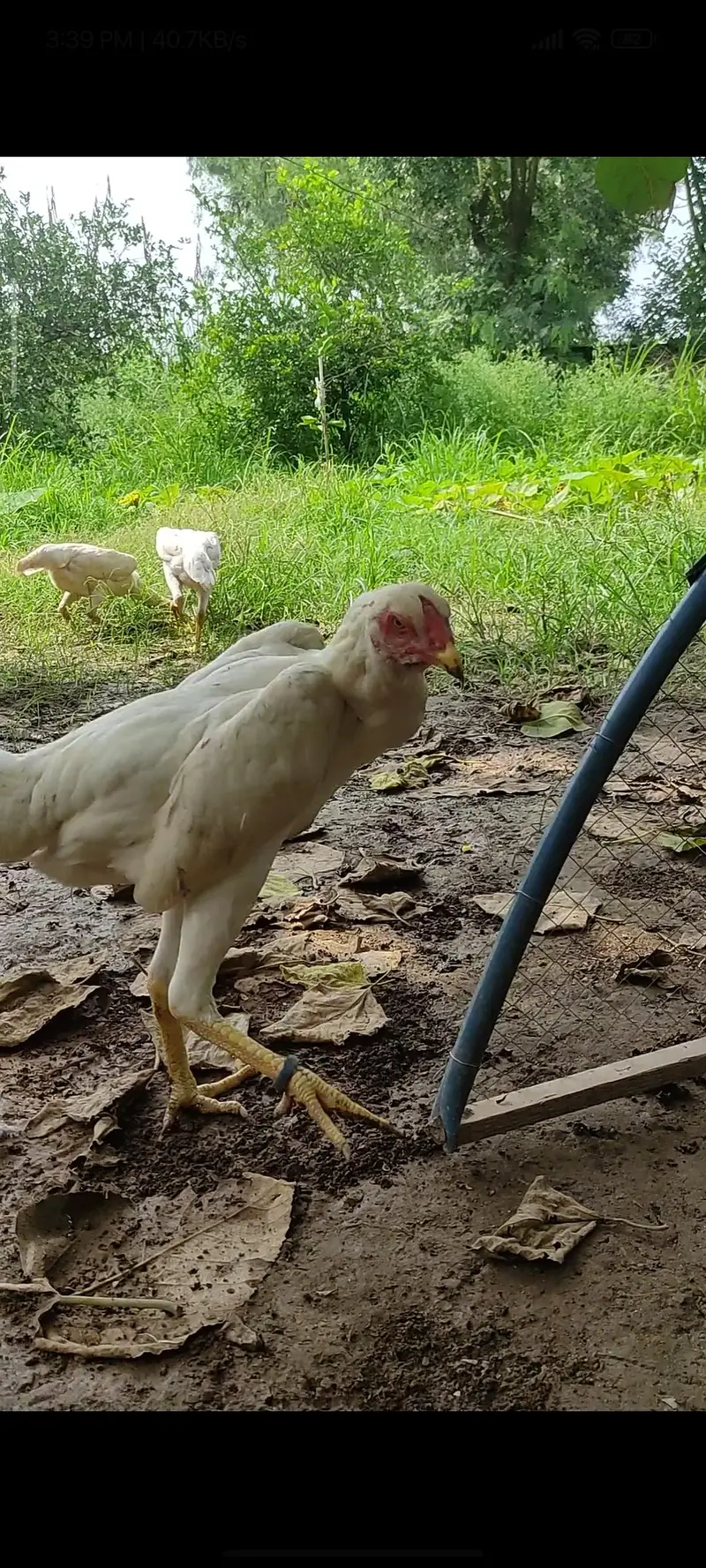 White Shamoo/White Heera Females Only — photo 2