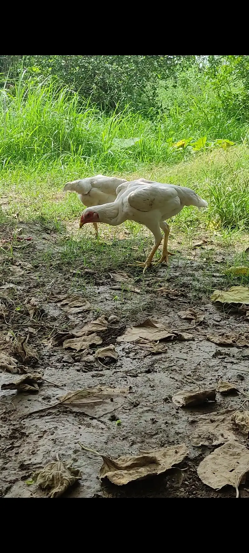 White Shamoo/White Heera Females Only — photo 3