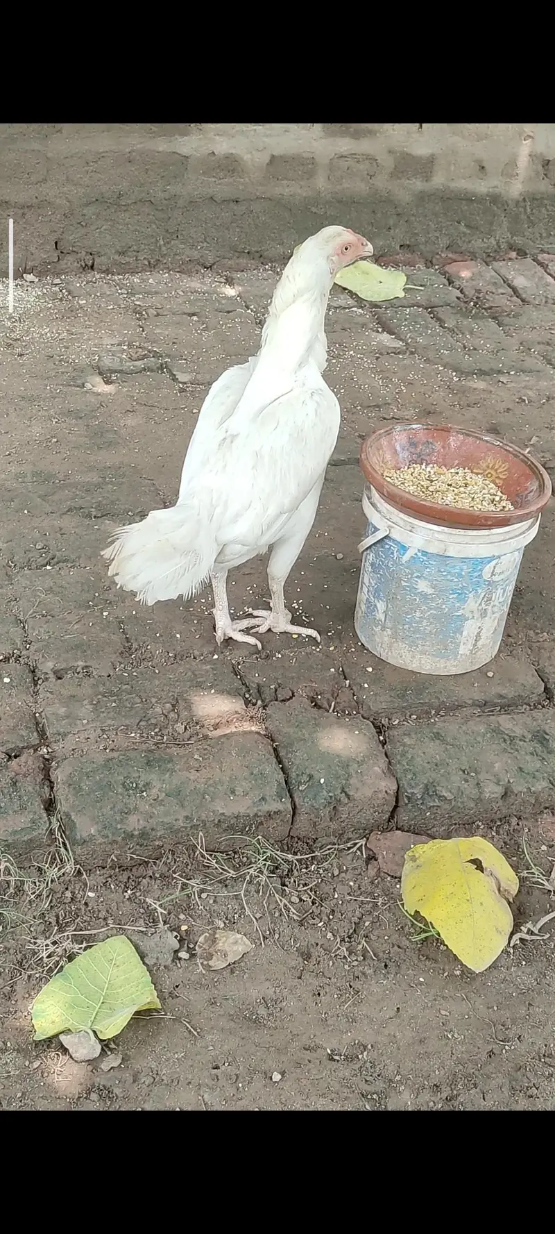 White Shamoo/White Heera Females Only — photo 4
