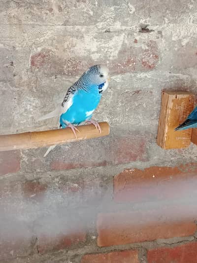 Australian parrot