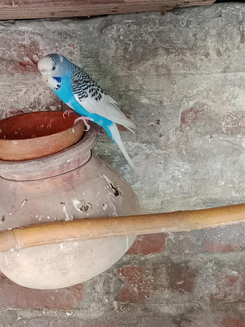 Australian parrot — photo 2