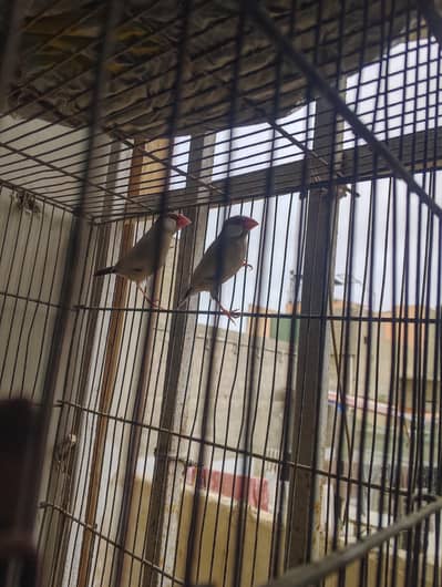 Fawn java pair dark head color ready to breed pair