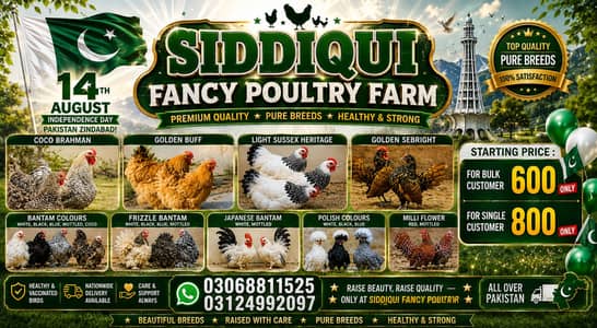 Fancy chicks /Golden Buff /Brahman/ light sussex /Bantam /Milli Flower
