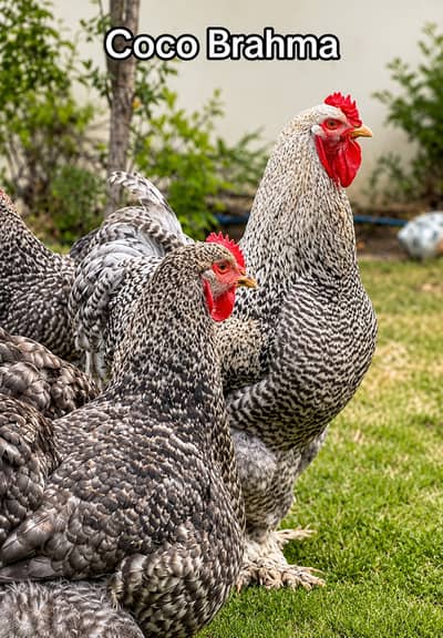 Fancy chicks /Golden Buff /Brahman/ light sussex /Bantam /Milli Flower
