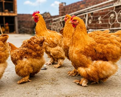 Fancy chicks /Golden Buff /Brahman/ light sussex /Bantam /Milli Flower